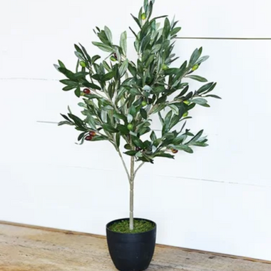 29" Olive Tree in Pot