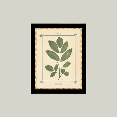 8x10 Plant Atlas in Frame