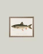 5x7 Lake Trout Framed Art