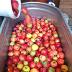 Salted Apple Caramel Spoon Preserves
