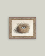 12x16 Blue Eggs in a Nest Framed Antique Art
