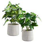 Plant In Cement Pot- Two Styles