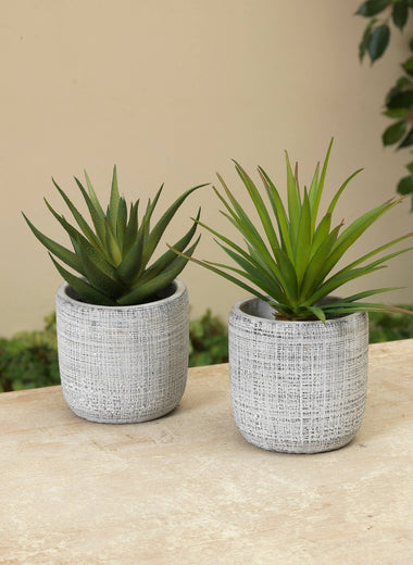 6.25"H Succulent in Cement Pot