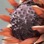 20" Warm Plum Colored Faux Dried Protea