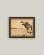 8x10 Bull Moose Framed Art