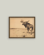 8x10 Bull Moose Framed Art