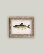 5x7 Lake Trout Framed Art