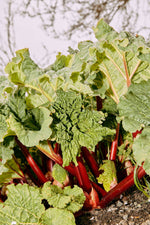 Rhubarb Lavender Spoon Preserves