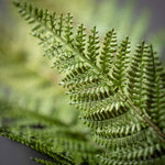 36.5" Large Fern Spray