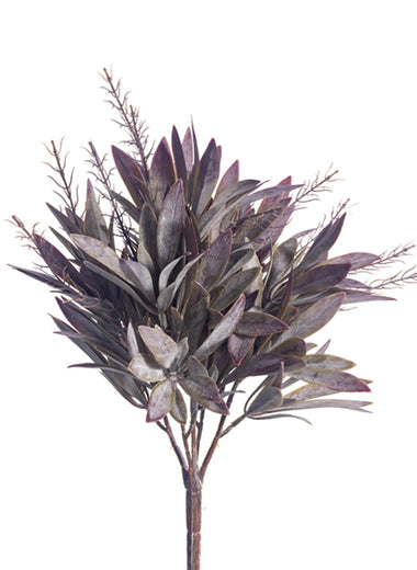 Seeded Dusty Bay Leaf Bush