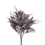 Seeded Dusty Bay Leaf Bush