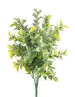 16.5" Boxwood Bush