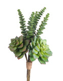 10" Mixed Succulent Bundle