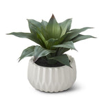 8.5" Potted Agave Plant