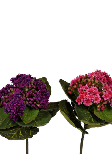 8" African Violet Bush