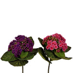8" African Violet Bush