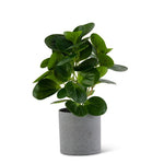 13" Watercress Foliage in Gray Speckled Pot