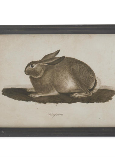 14x18 Rabbit Print with Black Frame