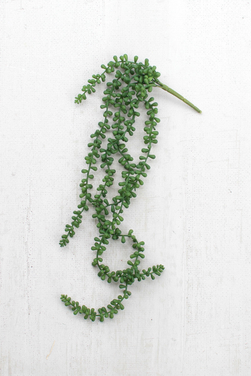 Necklace Fern Succulent