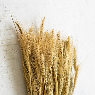 Natural Wheat Stem Bundle