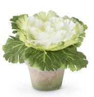 Cabbage in Pot