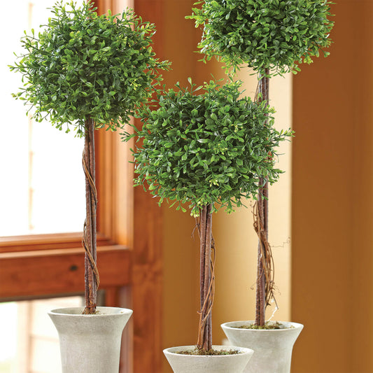 Boxwood Topiaries - Medium